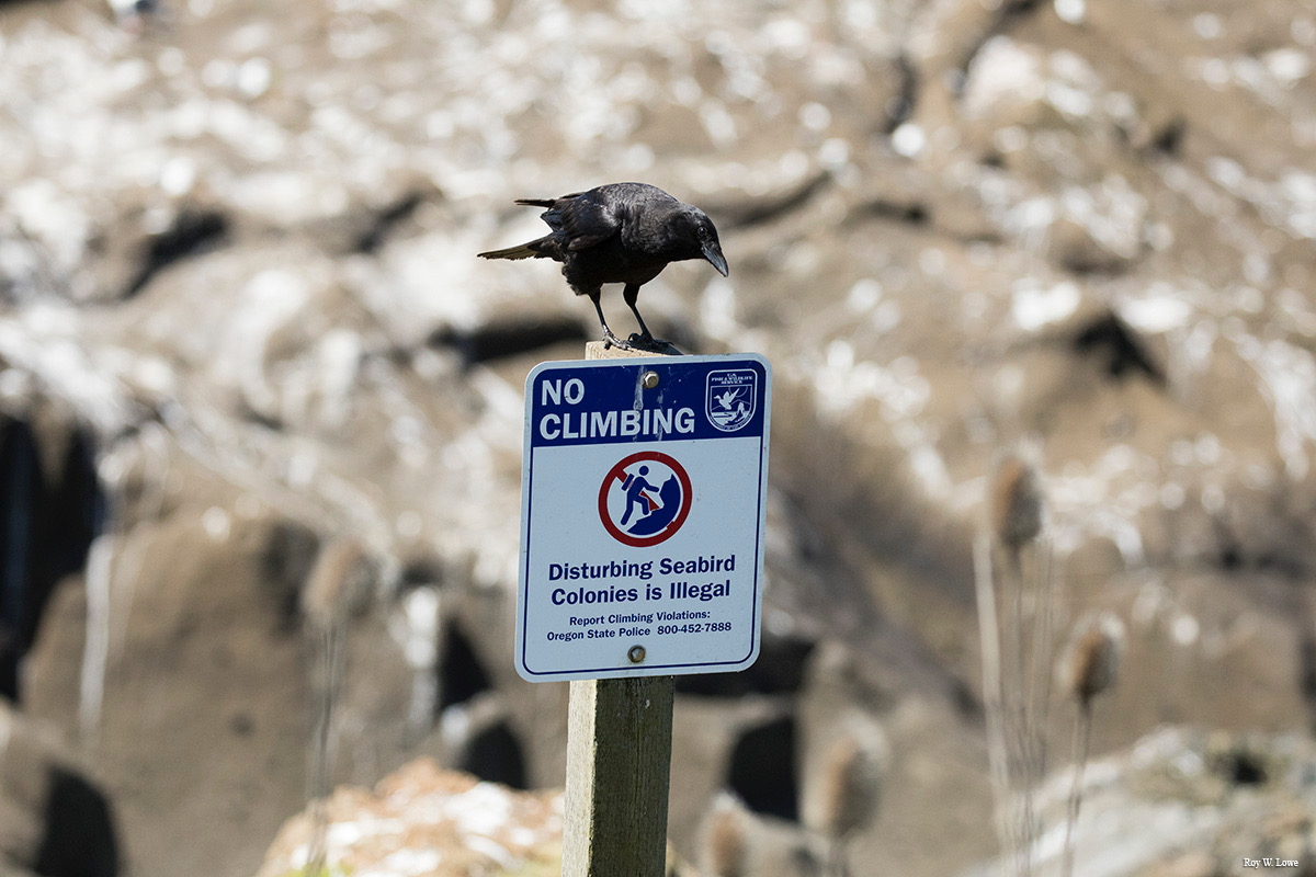 No Climbing Crow FWS.gov